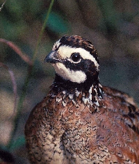 Louisiana Quail Hunting