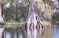 Florida Hunting