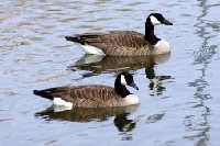 Delaware Goose Hunting