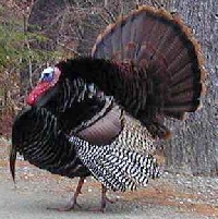 Texas Rio Grande Turkey
