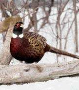 Massachusetts Pheasant Hunting