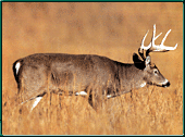 Colorado Whitetail Deer Hunting Guides and Outfitters