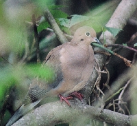 Louisiana Dove Hunting