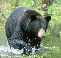 West Virginia black bear hunting