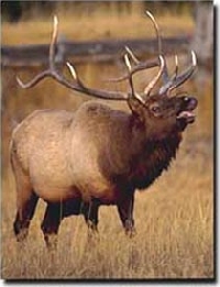 Colorado elk hunting