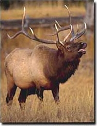 Wyoming elk hunting