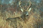 Alaska Black Tail Deer Hunting Guides and Outfitters