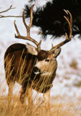 Alaska Mule Deer Hunting Guides and Outfitters