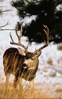 Texas mule deer hunting