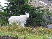 Nevada mountain goat hunting