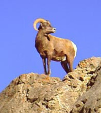 Colorado bighorn sheep hunting