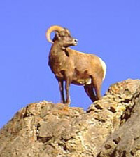 Hawaii bighorn sheep hunting