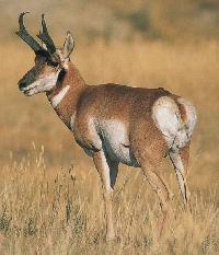 South Dakota pronghorn antelope hunting