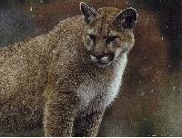 Wyoming mountain lion hunting