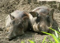 Hawaii wild boar – hog hunting