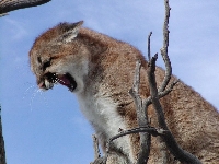 Montana Cougar Hunting Guides and Outfitters