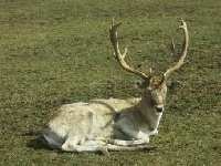 Mule Deer Hunting Guides and Outfitters from Saskatchewan, Canada