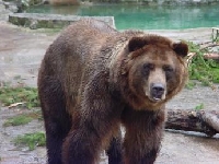 Grizzly bear Hunting Guides and Outfitters from Yukon, Canada