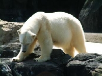 Polar Bear Hunting Guides and Outfitters � Trips and Guided Hunts