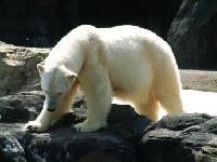 Polar Bear Hunting Guides and Outfitters from Nunavut, Canada
