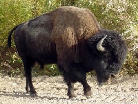 Buffalo hunting {American Bison} Hunting Guides and Outfitters from Northwest Territory, Canada