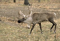 Caribou Hunting Guides and Outfitters from Saskatchewan, Canada