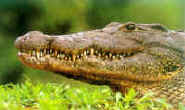 Alligator Hunting Guides and Outfitters from Texas
