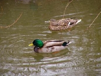 Missouri Duck Hunting