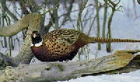 Pheasant Hunting Guides and Outfitters