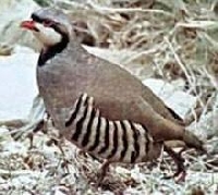 Partridge Hunting Guides and Outfitters from Manitoba, Canada