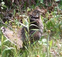 Grouse Hunting Guides and Outfitters from Maine
