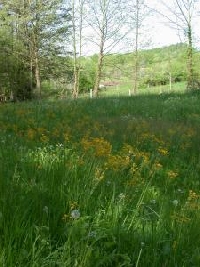 Kentucky Hunting Land for Sale and Land for Lease in Kentucky