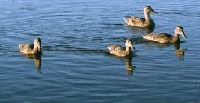 General Information on the Duck