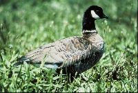 Domestic Geese