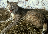 Bobcat Hunting Guides and Outfitters � Trips and Guided Hunts