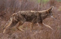 Coyote Hunting Guides and Outfitters � Trips and Guided Hunts