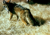 California Coyote Hunting Guides and Outfitters