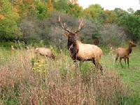 Louisiana Elk Hunting Guides and Outfitters