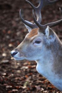 Louisiana Fallow Deer Hunting Guides and Outfitters