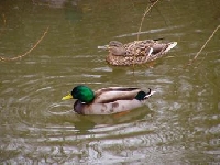 Tennessee Duck Hunting
